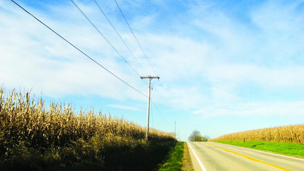 Power line near corn field